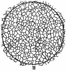 ГОСТ 5639-82 Стали и сплавы. Методы выявления и определения величины зерна (с Изменением N 1)