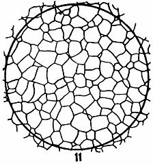 ГОСТ 5639-82 Стали и сплавы. Методы выявления и определения величины зерна (с Изменением N 1)