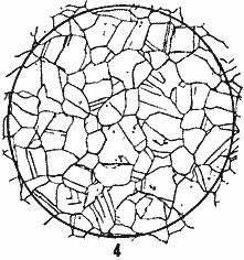 ГОСТ 5639-82 Стали и сплавы. Методы выявления и определения величины зерна (с Изменением N 1)