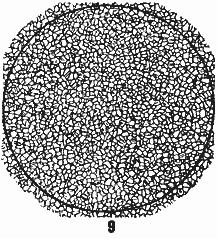 ГОСТ 5639-82 Стали и сплавы. Методы выявления и определения величины зерна (с Изменением N 1)