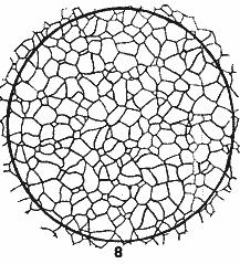 ГОСТ 5639-82 Стали и сплавы. Методы выявления и определения величины зерна (с Изменением N 1)