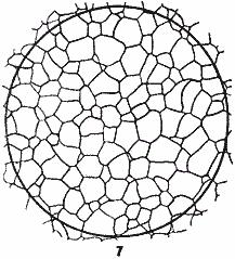 ГОСТ 5639-82 Стали и сплавы. Методы выявления и определения величины зерна (с Изменением N 1)