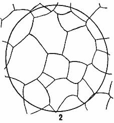 ГОСТ 5639-82 Стали и сплавы. Методы выявления и определения величины зерна (с Изменением N 1)