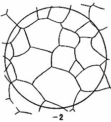 ГОСТ 5639-82 Стали и сплавы. Методы выявления и определения величины зерна (с Изменением N 1)
