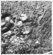 ГОСТ 22838-77 Сплавы жаропрочные. Методы контроля и оценки макроструктуры (с Изменением N 1)