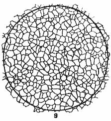 ГОСТ 5639-82 Стали и сплавы. Методы выявления и определения величины зерна (с Изменением N 1)