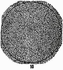 ГОСТ 5639-82 Стали и сплавы. Методы выявления и определения величины зерна (с Изменением N 1)