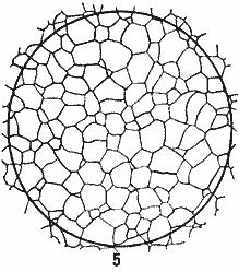 ГОСТ 5639-82 Стали и сплавы. Методы выявления и определения величины зерна (с Изменением N 1)