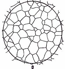 ГОСТ 5639-82 Стали и сплавы. Методы выявления и определения величины зерна (с Изменением N 1)