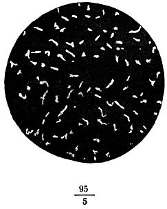 ГОСТ 8233-56 Сталь. Эталоны микроструктуры