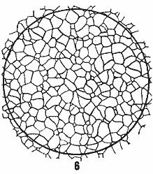 ГОСТ 5639-82 Стали и сплавы. Методы выявления и определения величины зерна (с Изменением N 1)