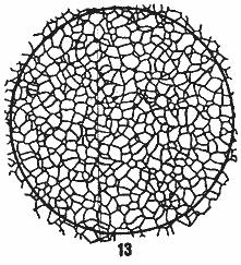 ГОСТ 5639-82 Стали и сплавы. Методы выявления и определения величины зерна (с Изменением N 1)