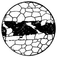 ГОСТ 5640-68 Сталь. Металлографический метод оценки микроструктуры листов и ленты