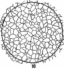 ГОСТ 5639-82 Стали и сплавы. Методы выявления и определения величины зерна (с Изменением N 1)