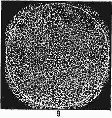 ГОСТ 5639-82 Стали и сплавы. Методы выявления и определения величины зерна (с Изменением N 1)